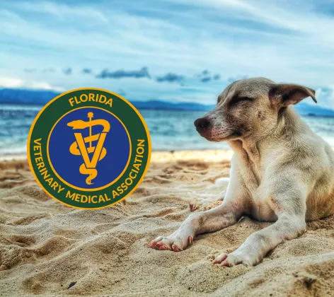 Florida Veterinary Medical Association Member